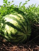 Agricultores apostam em soluções naturais para aumentar a produtividade