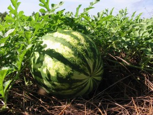 Melancia_Alltech Crop Science