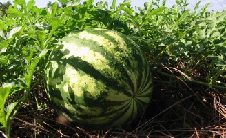 Agricultores apostam em soluções naturais para aumentar a produtividade