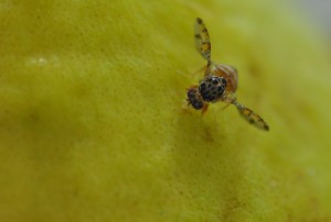 Mosca_das_frutas