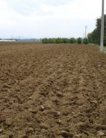 A importância do preparo do solo para cultivo de grãos no semiárido