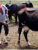 Orientações técnicas e de manejo do carrapaticida em bovinos