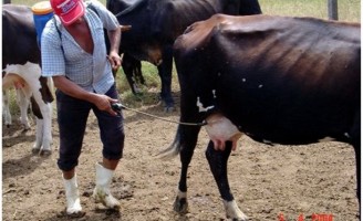 Orientações técnicas e de manejo do carrapaticida em bovinos