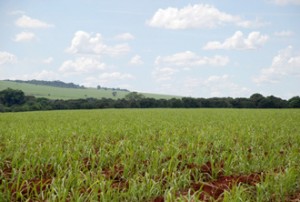 canaviais