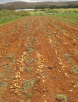 As melhores sementes de batatas para exploração por agricultores familiares