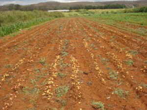 colheita_batata (1)