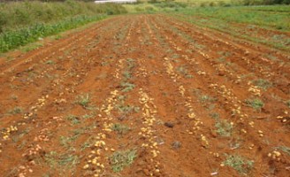 As melhores sementes de batatas para exploração por agricultores familiares