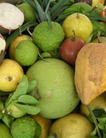 Será em Salvador um encontro internacional sobre fruticultura
