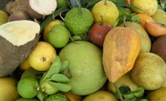 Será em Salvador um encontro internacional sobre fruticultura