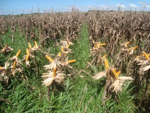 milho-brachiaria