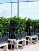 Mudas cítricas certificadas favorecem uma boa produção para o agricultor