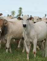 Crescimento da exportação de carne estimula pecuaristas a investir no setor