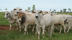 nelore no campo