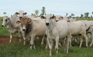 Crescimento da exportação de carne estimula pecuaristas a investir no setor