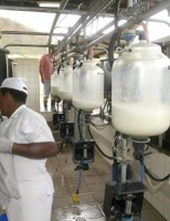 Crédito de imposto pode ser usado para capacitar produtores do setor leiteiro