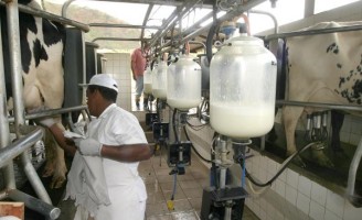 Crédito de imposto pode ser usado para capacitar produtores do setor leiteiro