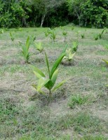 As vantagens da plantação de pupunha para produção de palmito