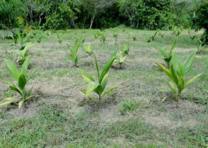 palmito plantação