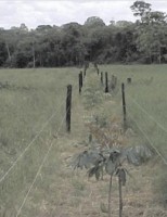 Subdivisão de pastagem ajuda a aproveitar melhor o alimento para o gado no campo