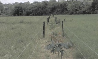 Subdivisão de pastagem ajuda a aproveitar melhor o alimento para o gado no campo