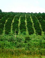 Apesar da crise o Valor da produção agropecuária cresceu 1% em relação a 2014