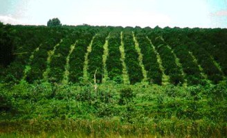 Apesar da crise o Valor da produção agropecuária cresceu 1% em relação a 2014