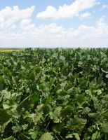 Dólar em alta estimula os plantadores de soja mas há um alerta para os riscos climáticos