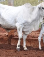 Crescimento do gado de corte é assegurado com suplementação alimentar