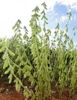 Agricultura brasileira ganha em produtividade e favorece uma safra redord de grãos