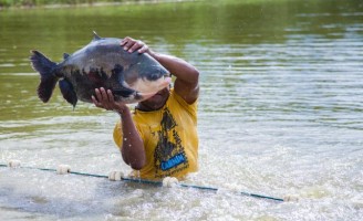 Piscicultura moderna muda o manejo e ajuda a preservar o peixe tambaqui
