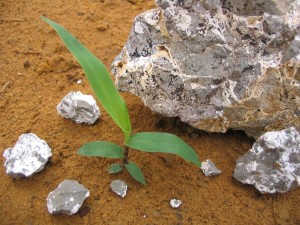 Rocha e Planta