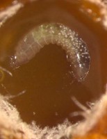 Descoberto um fungo que ajuda na sobrevivência de abelha sem ferrão