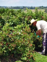 Como o agricultor pode se cadastrar para ter registro oficial de produção orgânica