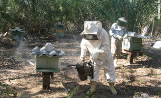 Pequeno agricultor do sertão de Pernambuco ganha mais com produção de mel