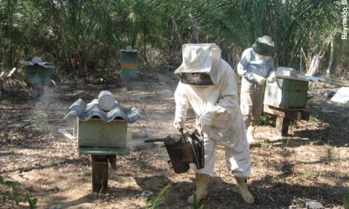 Pequeno agricultor do sertão de Pernambuco ganha mais com produção de mel