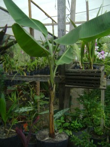 bananeira ornamental