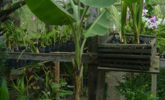 As fruteiras ganham espaço como produtos ornamentais