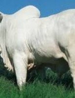 O brasileiro está consumindo mais carne Nelore Natural