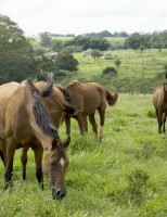 O nordeste é o segundo maior produtor de equinos do Brasil
