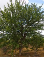 Planta nativa do nordeste pode ser usada como feno para alimentar o rebanho
