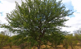 Planta nativa do nordeste pode ser usada como feno para alimentar o rebanho