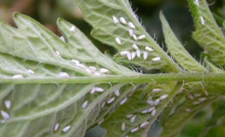 Orientações que ajudam no combate à mosca-branca e de viroses que atacam o tomateiro