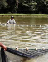 Governo aperta o setor pesqueiro e vai recadastrar pescadores