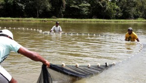 pesca artesanal