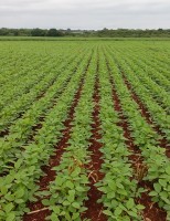 Grãos tratados na fase vegetativa podem produzir mais cerca de 15%
