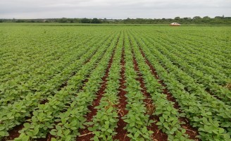 Grãos tratados na fase vegetativa podem produzir mais cerca de 15%