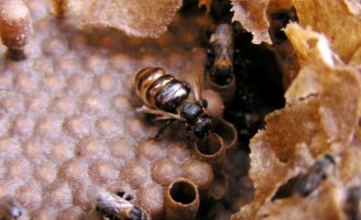O melhoramento de colmeias impulsiona a criação de abelhas