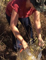 Pesquisa procura essências aromáticas no Cerrado brasileiro