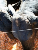 Pecuaristas usam aditivos para melhorar o desempenho do bovino