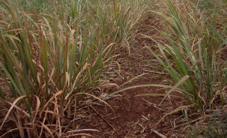 Nordeste sofre com o El Niño e cana é setor muito castigado